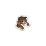 Cat meme 5- Sticker